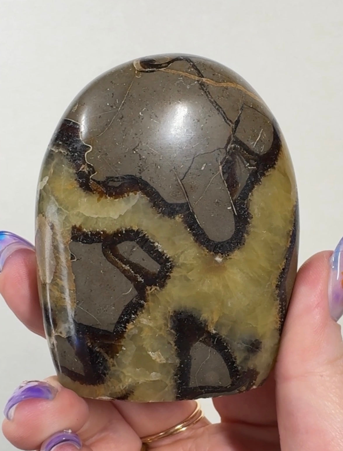 Septarian Cutbase | SEP1