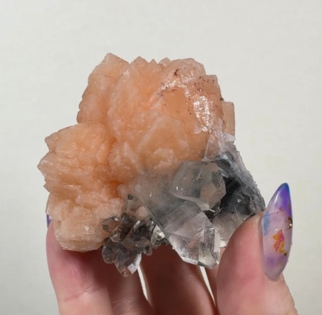 Stilbite & Diamond Apophyllite Flower on Black Chalcedony | SFL
