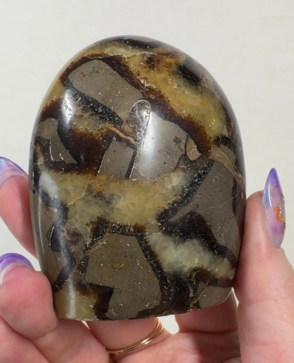 Septarian Cutbase | SEP1