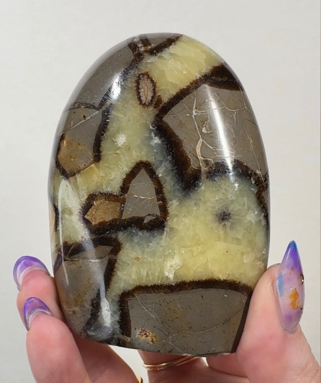 Septarian Cutbase | SEP
