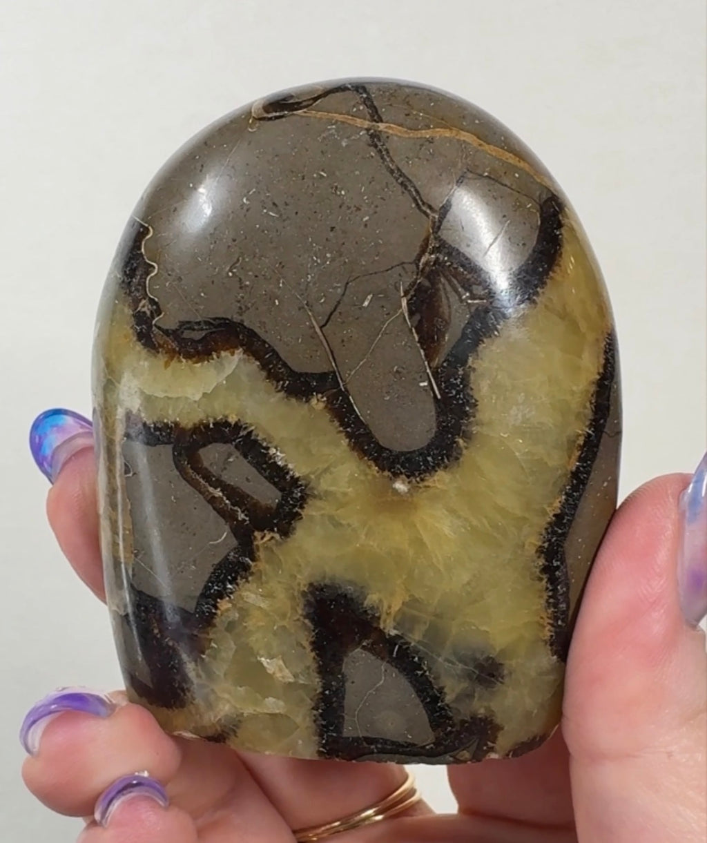 Septarian Cutbase | SEP1