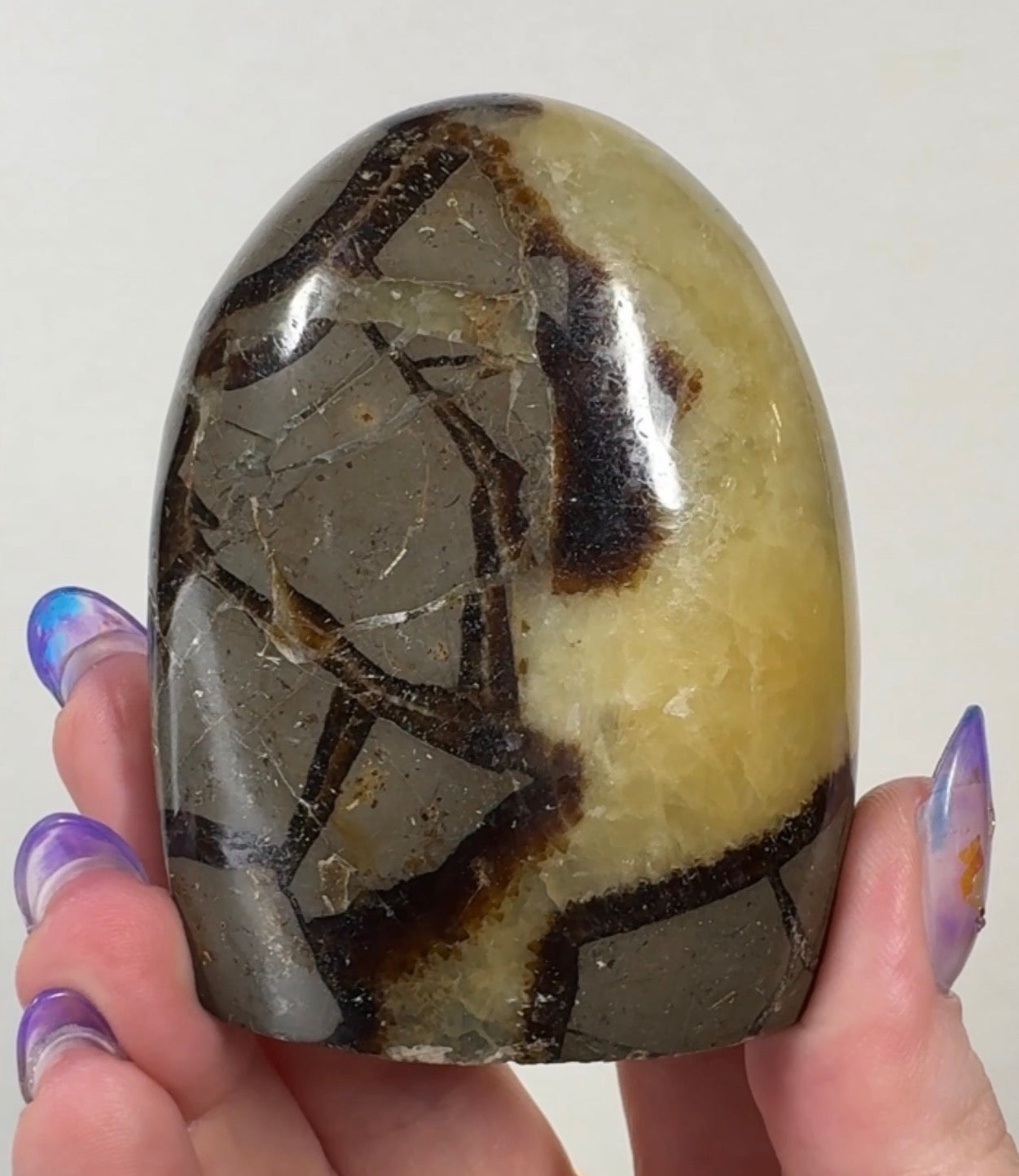 Septarian Cutbase | SEP5