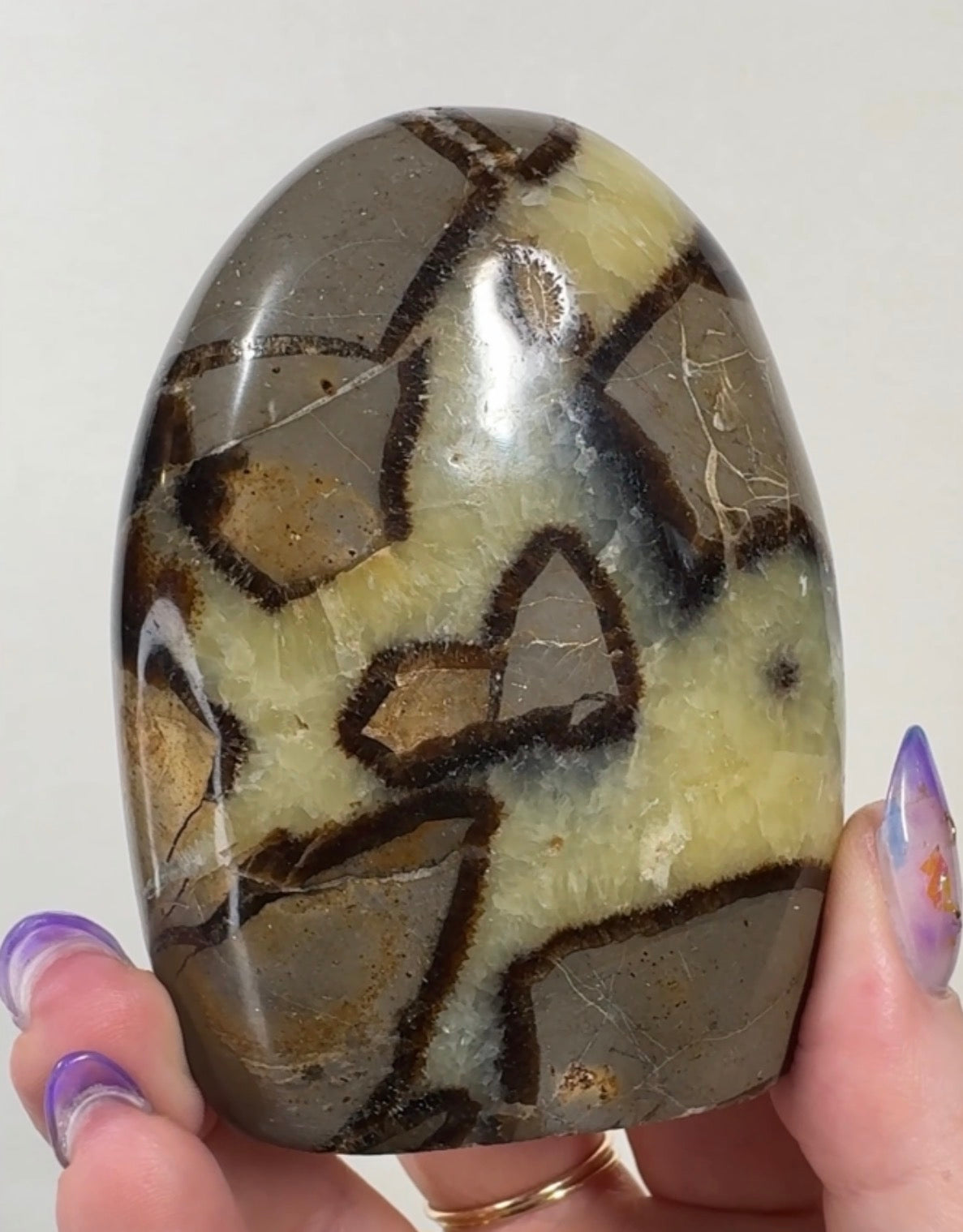 Septarian Cutbase | SEP