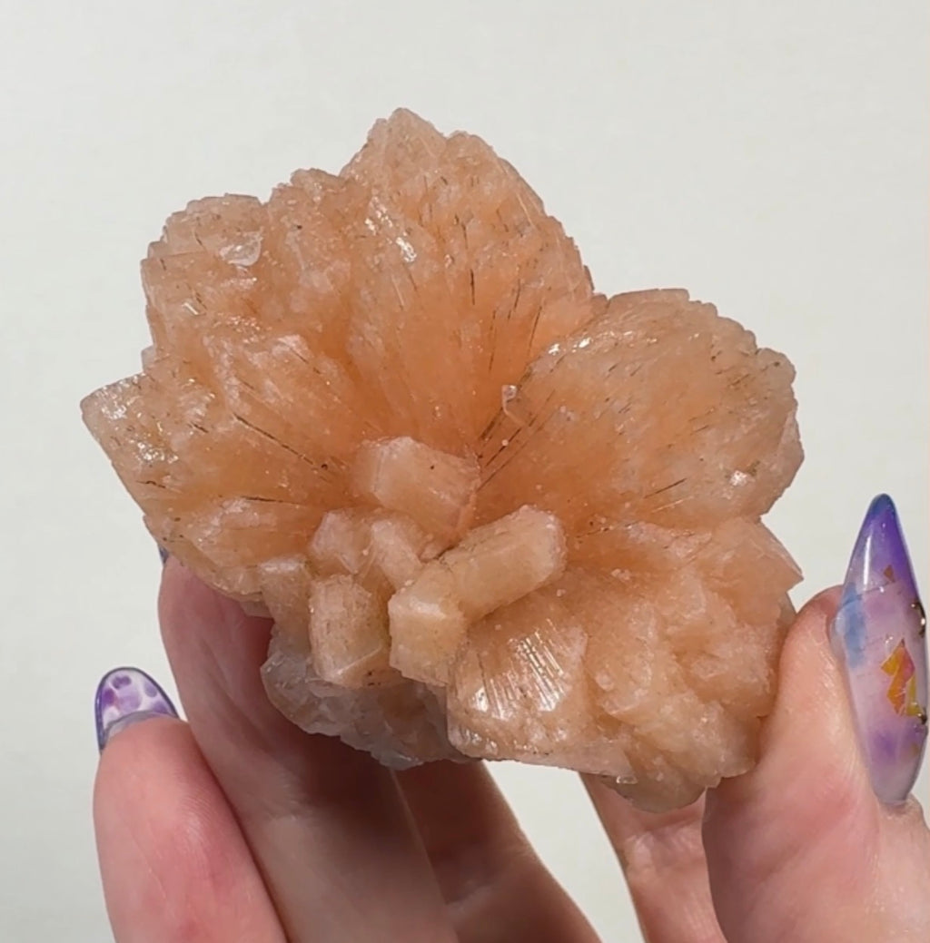 Stilbite & Diamond Apophyllite Flower on Black Chalcedony | SFL